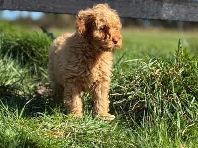 Cavapoo Puppies for Sale in Bailieborough