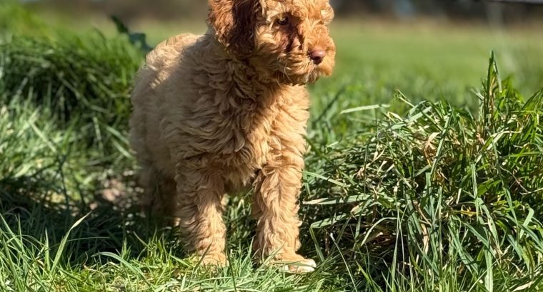 Cavapoo puppy’s
