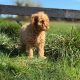 Cavapoo puppy’s