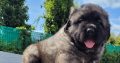 Caucasian shepherd