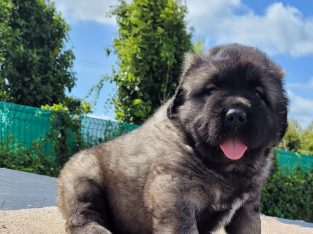Caucasian shepherd
