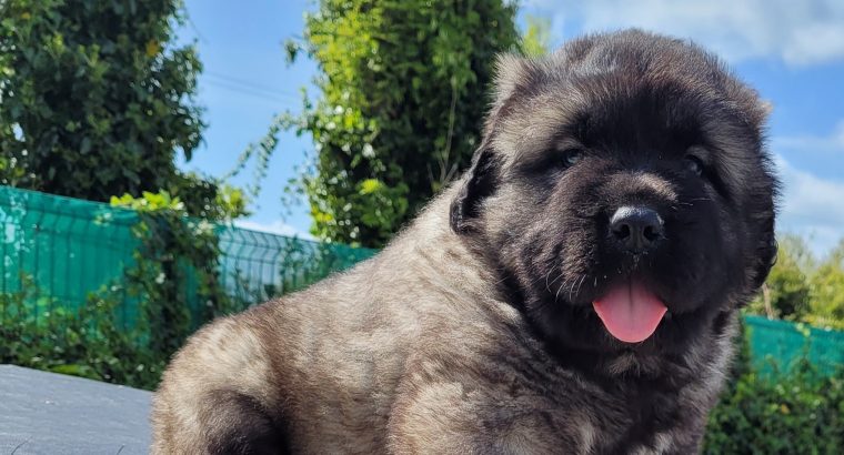 Caucasian shepherd