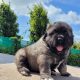 Caucasian shepherd