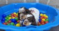 Very Rare, tri color, roan Springer Spaniels