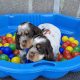 Very Rare, tri color, roan Springer Spaniels