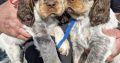 Very Rare, tri color, roan Springer Spaniels