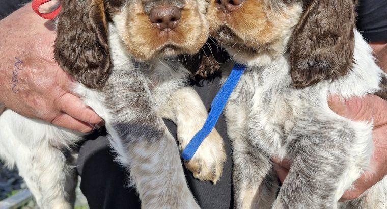Very Rare, tri color, roan Springer Spaniels