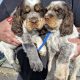 Very Rare, tri color, roan Springer Spaniels