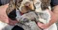 Very Rare, tri color, roan Springer Spaniels