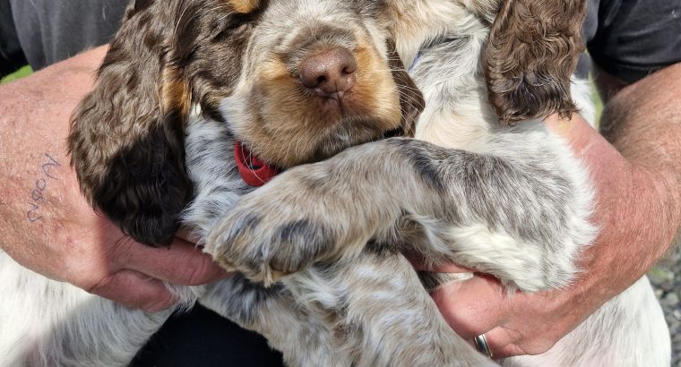 Very Rare, tri color, roan Springer Spaniels