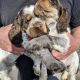 Very Rare, tri color, roan Springer Spaniels
