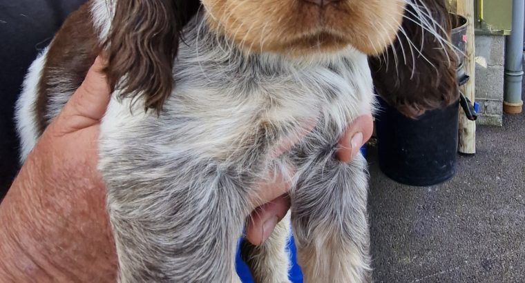 Very Rare, tri color, roan Springer Spaniels