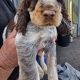 Very Rare, tri color, roan Springer Spaniels