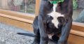 Purebred Great Dane puppies 2 boys and 1 girl