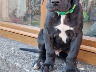 Purebred Great Dane puppies 2 boys and 1 girl