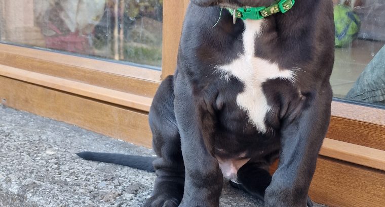 Purebred Great Dane puppies 2 boys and 1 girl