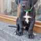 Purebred Great Dane puppies 2 boys and 1 girl