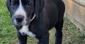 Purebred Great Dane puppies 2 boys and 1 girl