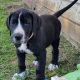 Purebred Great Dane puppies 2 boys and 1 girl