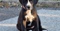 Purebred Great Dane puppies 2 boys and 1 girl
