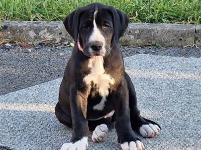 Purebred Great Dane puppies 2 boys and 1 girl