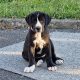 Purebred Great Dane puppies 2 boys and 1 girl