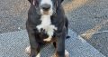 Purebred Great Dane puppies 2 boys and 1 girl