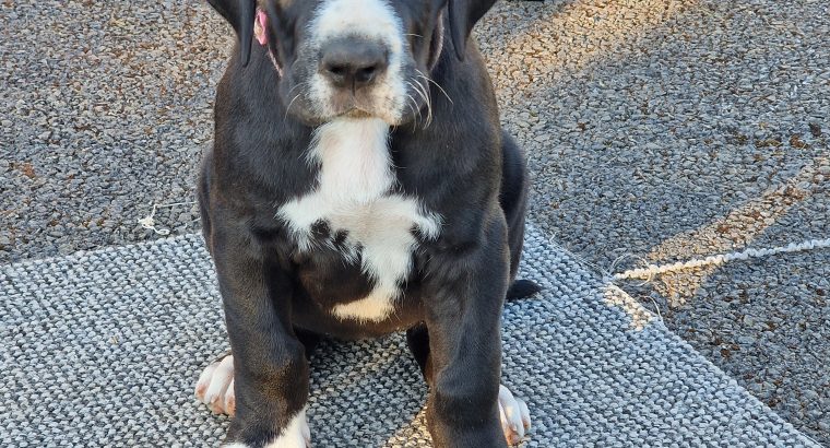 Purebred Great Dane puppies 2 boys and 1 girl