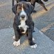 Purebred Great Dane puppies 2 boys and 1 girl