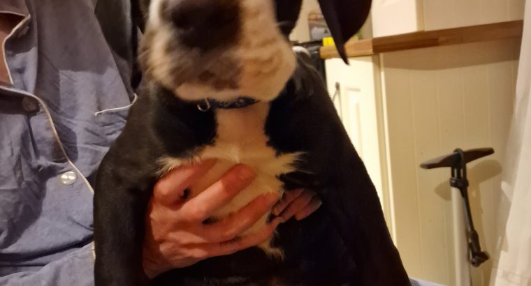 Purebred Great Dane puppies 2 boys and 1 girl