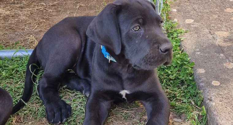 Purebred Great Dane puppies 2 boys and 1 girl