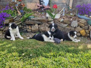 Border collie pups