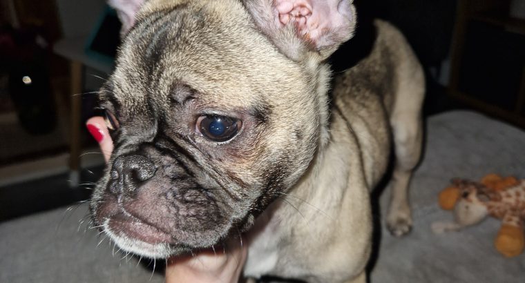 Beautifully girl Pug