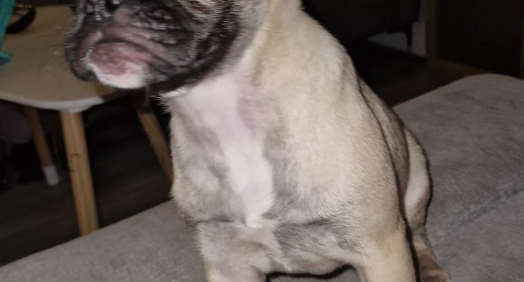 Beautifully girl Pug