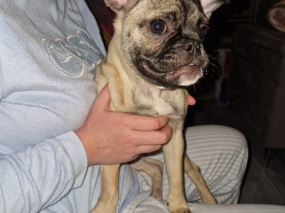 Beautifully girl Pug