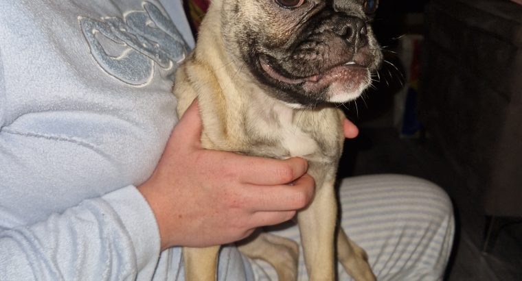 Beautifully girl Pug