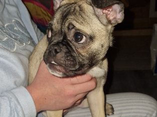 Beautifully girl Pug