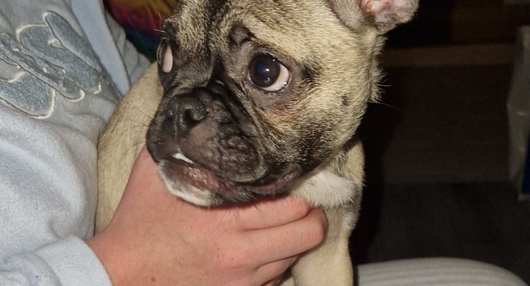 Beautifully girl Pug