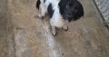 Springer Spaniel Puppies for Sale in Foynes