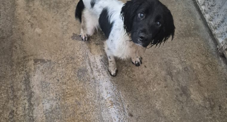Springer Spaniel Puppies for Sale in Foynes
