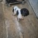 Springer Spaniel Puppies for Sale in Foynes