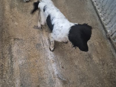 Springer Spaniel Puppies for Sale in Foynes