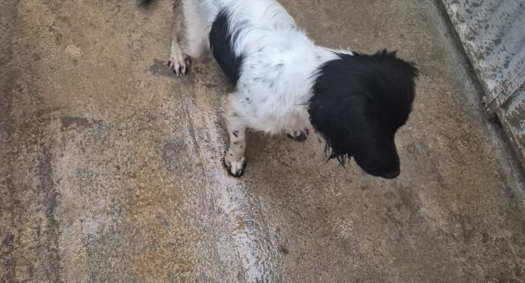 Springer Spaniel Puppies for Sale in Foynes