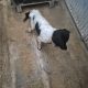 Springer Spaniel Puppies for Sale in Foynes