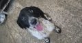 Springer Spaniel Puppies for Sale in Foynes