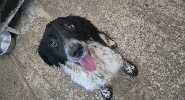Springer Spaniel Puppies for Sale in Foynes