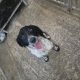 Springer Spaniel Puppies for Sale in Foynes