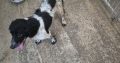 Springer Spaniel Puppies for Sale in Foynes