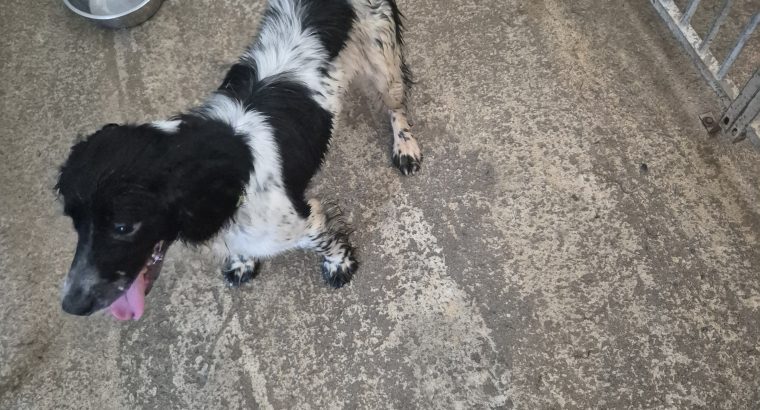 Springer Spaniel Puppies for Sale in Foynes