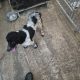 Springer Spaniel Puppies for Sale in Foynes